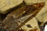 Large Golden Barite Crystals On Septarian Calcite - Elk Creek #315777-2